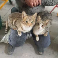 دو عدد گربه