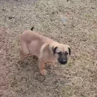 یک توله سرابی ماده دوماه نیم دهن باک به شرت