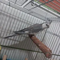 عروس هلندی|پرنده|اهرم, |دیوار