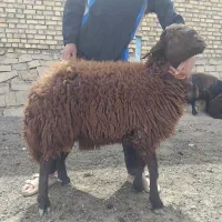 دو عدد بره قوچ هترو