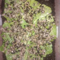 حلزون  پرورشی یک ماهه|خزنده|سربیشه, |دیوار