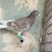 کبوتر|پرنده|سبزوار, قلعه‌نو دهزار|دیوار