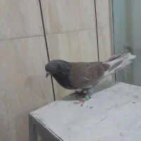 کبوتر سرخ خال سیاه سو قدیم نر شکار