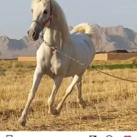 مادیان کرد خالص