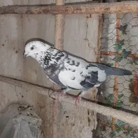 کفتر