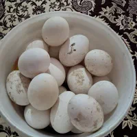 تخم غاز محلی