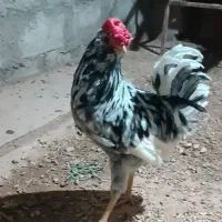 خروس ریشو گلین