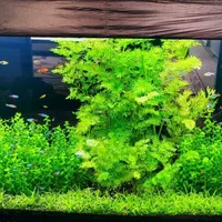 اکواریوم پلنت|ماهی|کازرون, |دیوار