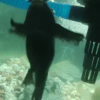 پنکوسی و کت خرگوشی