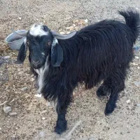 تروشت محلی چاق چله