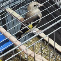 جوجه سهره|پرنده|بازرگان, |دیوار