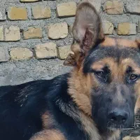سگ ژرمن
