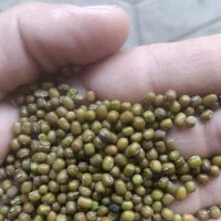 ماشک دون ریز ارتشی تمیز 900کیلو کیلویی 120