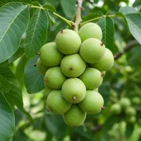 سودآوری بی وقفه با فروش نهال|گل و گیاه طبیعی|ساری, |دیوار