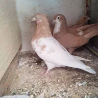 کبوتر|پرنده|کرمان, |دیوار