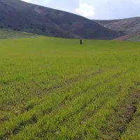 برای چیدن انگور به چند نفر نیازمندیم