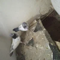 شادگان|پرنده|شادگان, |دیوار