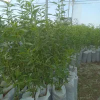 نهال بادام گلدانی|گل و گیاه طبیعی|نقده, |دیوار