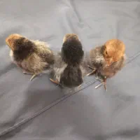 جوجه گلین،سبرایت،گلپایگانی|حیوانات مزرعه|یزد, |دیوار