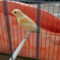 جوجه قناری نر