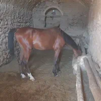 اسب نریون