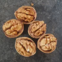 فروش عمده گردو خارجی