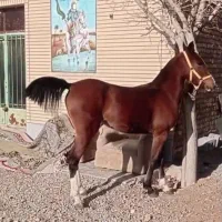 اسب|اسب و تجهیزات اسب‌سواری|اصفهان, قهجاورستان|دیوار