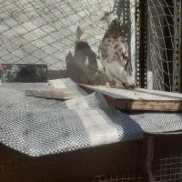 جفت پرشی همه جوره تضمین