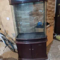 اکواریوم|ماهی|شیروان (خراسان), |دیوار