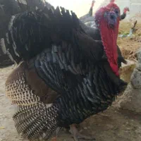 بوقلمون|حیوانات مزرعه|لامرد, |دیوار