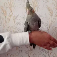 فروش جوجه عروس هلندی دو ماهه|پرنده|سراب, |دیوار