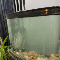 اکواریوم شیشه خم