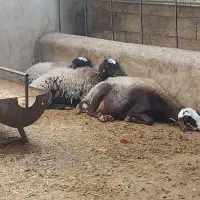 گوسفند زنده