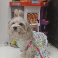 شیتزو تریر اصل|سگ|کرمانشاه, |دیوار