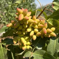 پسته USB1 پایه آمریکایی