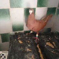 کبوتر پلاکی عراقی