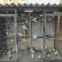 گنجه کفتر|پرنده|تهران, امیریه|دیوار