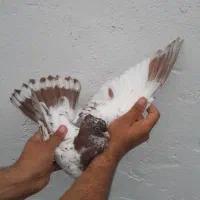 کبوتر پرشی ۲ جفت دهنجور واقعی با ضمانت ۸ ساعت