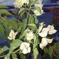 گل کاغذی خوزستان|گل و گیاه طبیعی|مراغه, |دیوار