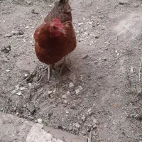 مرغ