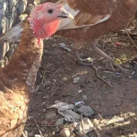 مرغ،خروس،غاز،بوقلمون