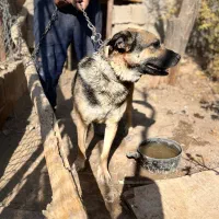 سگ ژرمن نر نگهبان|سگ|کرمان, |دیوار