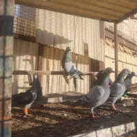 کفتر|پرنده|مشهد, کوی المهدی|دیوار