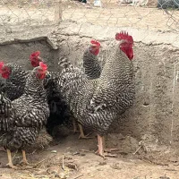 جوجه مرغ آمروک