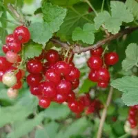 انگور خارجی( رد کارنت) red karnet
