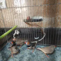 فنچ اروپایی اورنج و بلک برست