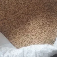 برنج علی کاظمی