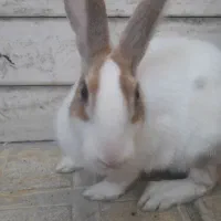دو عدد خرگوش