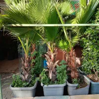 گل وگیاه پالم واشنگتن|گل و گیاه طبیعی|مشهد, حجت|دیوار