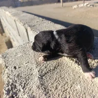 بره نر پروار سنگین